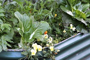 Edible Gardening in Small Spaces