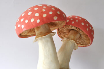 Gallery Exhibition – ‘Gargoyles and Garden Ornaments’