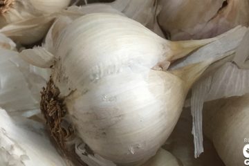 Garlic