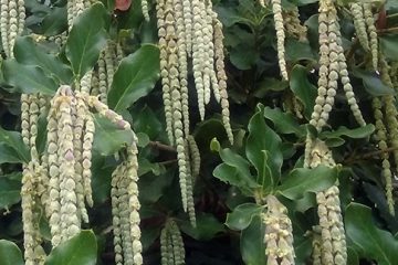 Silk Tassel Bush (Garrya elliptica)