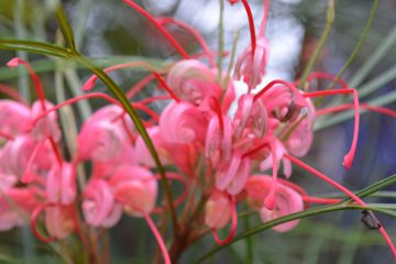 Pruning Australian Natives