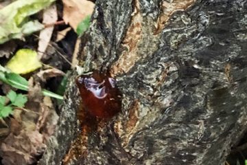 Gummosis (Bacterial Canker) in Apricots