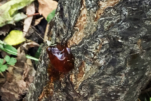 Gummosis (Bacterial Canker) in Apricots - Bulleen Art Garden