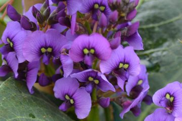 Hardenbergia violacea (Happy Wanderer)