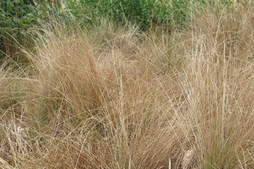 Indigenous Gardens