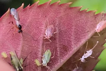 Beneficial Insects and Mites – the BAAG experience