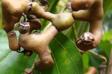 Japanese Raisin Tree