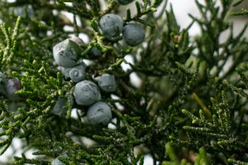 Juniper Berries