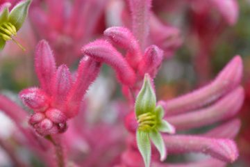 Kangaroo Paw (Anigozanthos)