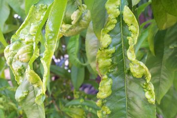 Peach Leaf Curl