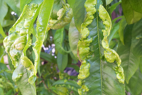 Peach Leaf Curl - Bulleen Art Garden