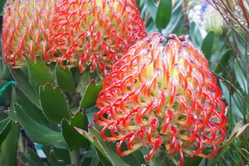 Proteas, Leucadendrons and Leucospermums