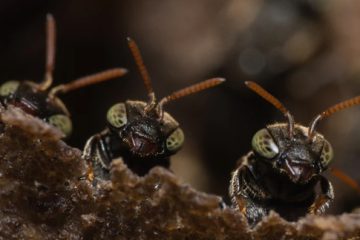 The Living Components of your Soil