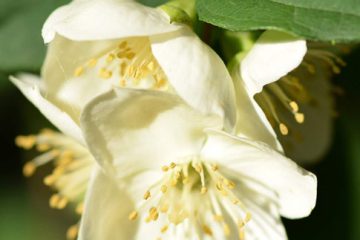 Mock Orange – Philadelphus mexicanus