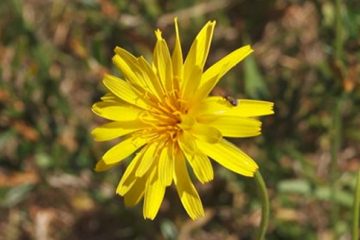 December in your Garden