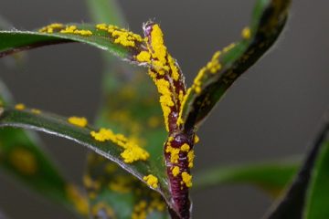 Myrtle Rust