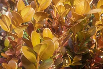 Buxus turning orange / bronze in winter