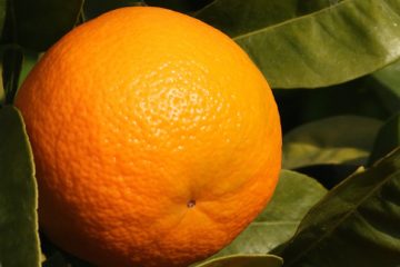 Oranges