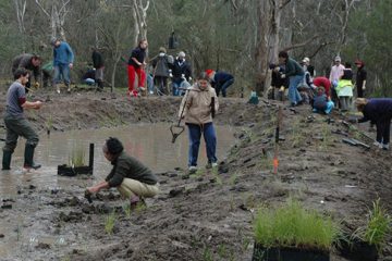 Revegetation of the parkland near BAAG