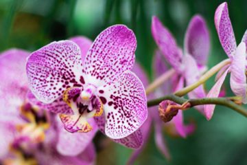 Phalaenopsis Orchids