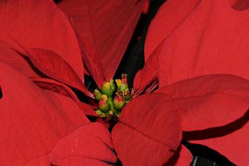 Poinsettias