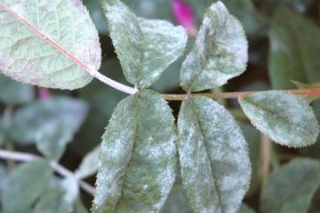 Powdery Mildew on Roses