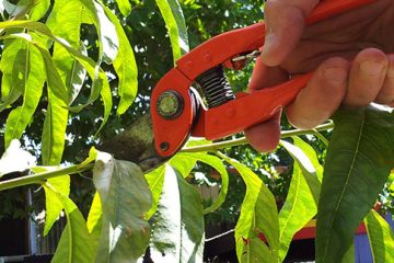 Pruning Fruit Trees