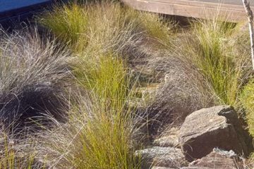 Rain Gardens