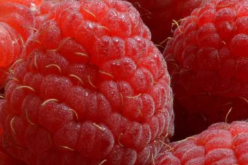 Pruning Cane and Shrub Berries