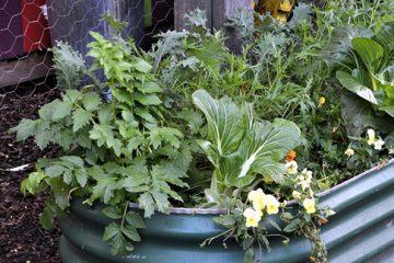 The Renter’s Guide to Edible Gardening