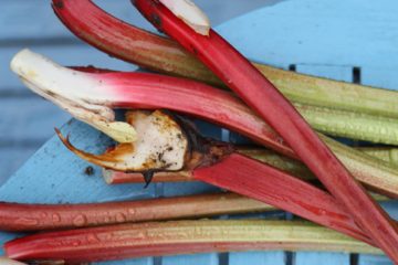 Rhubarb