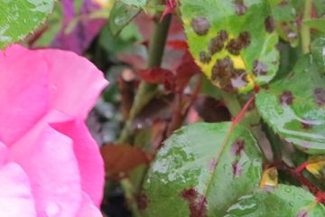 Black Spot on Roses