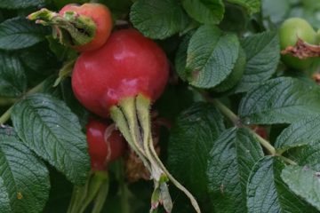 Rose Hips