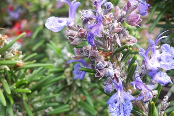 Mosquito Repellent Plants