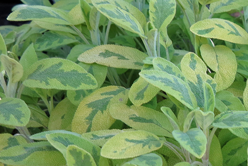 Drought Tolerant Edible Plants - Bulleen Art Garden