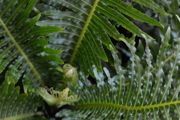 Fern Gardens