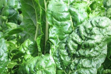 Silverbeet