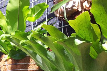 Staghorn and Elkhorn Ferns