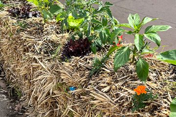 Straw Bale Gardening