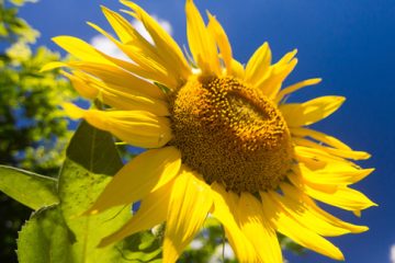 January in your Garden