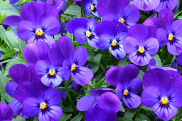 Violas