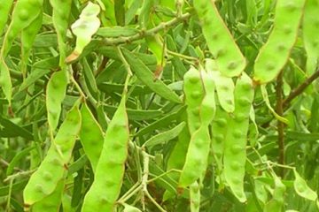 Wattle Seed