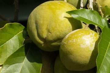 White Sapote