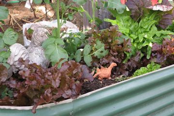 Wicking Beds