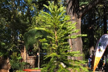 Wollemi Pine – The Dinosaur Plant